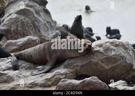 Alte Cape Pelzrobbe schlafen an der Steinküste des Atlantiks. Robbenkolonie am Cape Cross, Skeleton Coast, Namibia Stockfoto