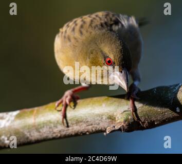 Nahaufnahme der weiblichen maskierten Weberin des Südens auf einem Ast Stockfoto