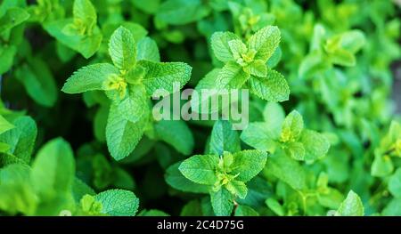 Wachsende Minze in einem Gewächshaus. Selektiver Fokus Stockfoto