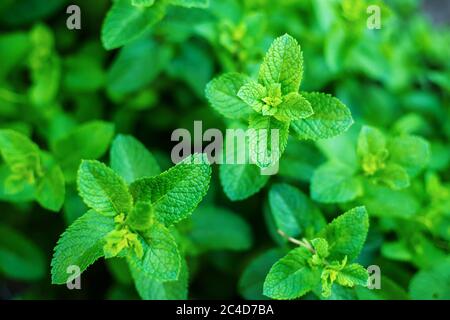 Wachsende Minze in einem Gewächshaus. Selektiver Fokus Stockfoto