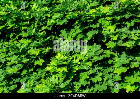 Grüne Ahornblätter wachsen auf einem Baum Zweig von Sommer Sonnenlicht beleuchtet, Blatt Textur Natur Hintergrund. Stockfoto