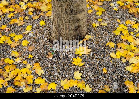Herbstblätter auf einem Kiesweg mit einem Baumstamm in der Mitte des Rahmens. Aufgenommen im frühen Winter. Stockfoto