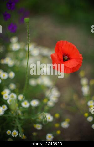 Feld von roten Mohnblumen, weißen Gänseblümchen und kleinen lila Blumen wachsen im Garten Stockfoto