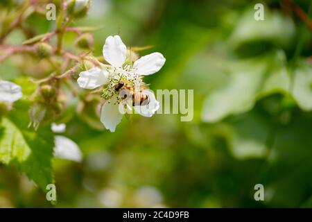 Honigbiene / APIs auf einer Blackberry / Rubus Ursinus Blume unter natürlichem Licht. Stockfoto