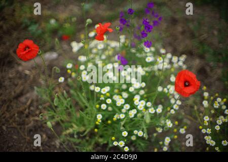 glade of red poppies, white small daisies and purple flowers grow in the garden Stockfoto