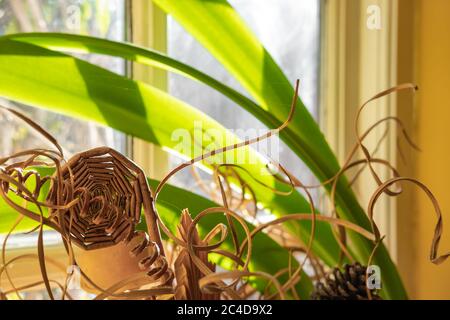 Sonniger Morgen in einem kleinen Fenster in einem ländlichen Häuschen gesehen. Zeigt getrocknete, verzierte Blüten und lange grüne Blätter einer Topfpflanze. Stockfoto