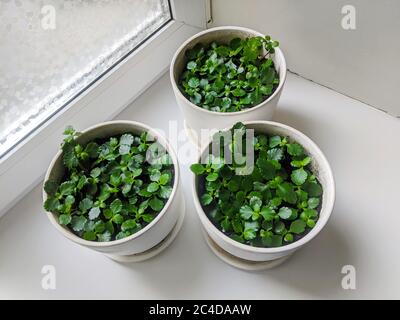 Kalanchoe blossfeldiana saftige Pflanzensprossen in weißen Keramikgefäßen in der Nähe des Fensters Stockfoto