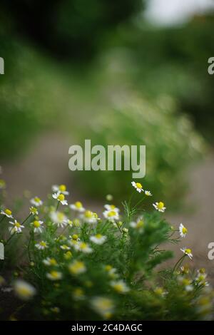 Im Sommergarten wachsen süße weiße Kamillenblumen. Stockfoto