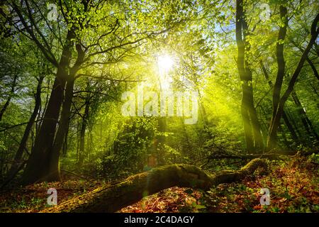 Verträumte grüne Landschaft: Eine Waldlichtung mit der Sonne, die durch grünes Laub scheint Stockfoto