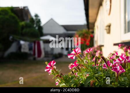 Flacher Fokus der blühenden Fensterblumen in einem Fenster-Kasten außerhalb eines Heimbüros. Ein entferntes Haupthaus und Rasen sind im Hintergrund zu sehen. Stockfoto