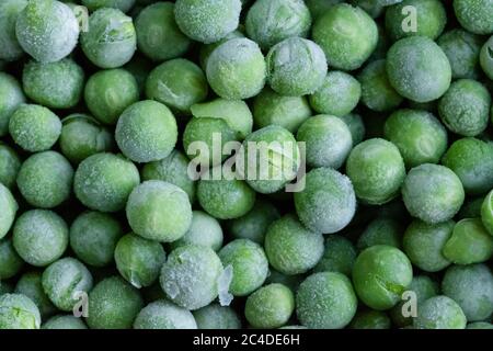 Top-down, flacher Fokus von frisch gepflückten Gartenerbsen, die nach der Ernte eingefroren wurden. Aus dem Gefrierschrank entfernt gesehen, bereit zum verpacken und verkaufen. Stockfoto