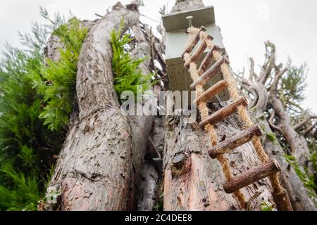 Vertikale Ansicht einer selbstgebauten Seilleiter für Vögel, gesehen, die an einem selbstgemachten, hölzernen Vogel und Nistkasten auf einem großen Baum befestigt ist. Stockfoto