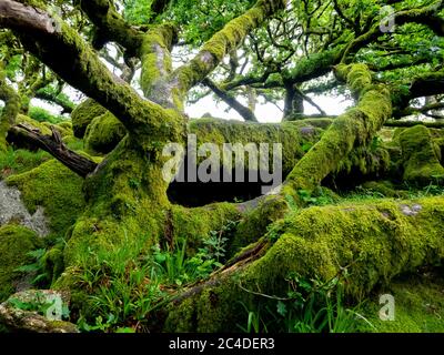 Höhlenähnliches Loch unter Felsen in Wistman's Wood, Dartmoor, Devon, Großbritannien Stockfoto