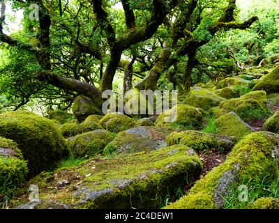 Wistman's Wood ist ein abgelegener, hochgelegener Eichenwald in einem Tal auf Dartmoor, wichtig für die Moose und Flechten, die auf den Bäumen und dem Granit wachsen Stockfoto