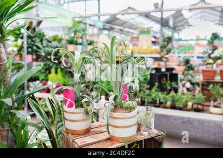 Bromelia Tillandsia Curly Slim in einem Pflanzenladen Stockfoto