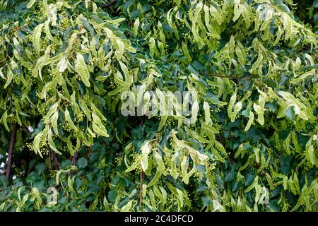 Frische Blumen und Blätter auf Lindenzweigen. Nahaufnahme, Hintergrund und Textur, selektiver Fokus. Stockfoto