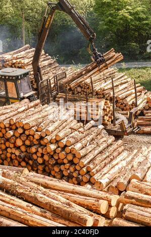 Holzverladung Holzernte Carmarthenshire Wales Stockfoto