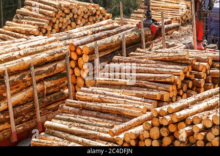 Holzverladung Holzernte Carmarthenshire Wales Stockfoto