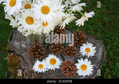 Draufsicht auf einen Strauß von weißen Gänseblümchen mit Koniferkegel auf einem Baumstumpf Stockfoto