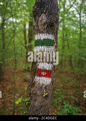 Vertikale Aufnahme eines Baumstamms mit weißer, grüner und roter Farbe auf dem Wald Stockfoto