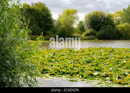Großer Gartenteich mit der umliegenden Fauna mit dem Bild im Hochsommer
