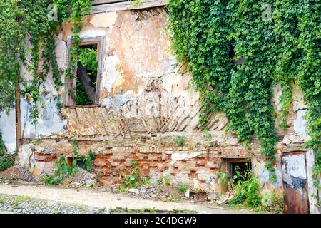 Die wacklige Wand eines verlassenen, verfallenen alten Hauses mit rissigem Stuck und kaputten Fenstern war mit wilden Trauben überwuchert. Stockfoto