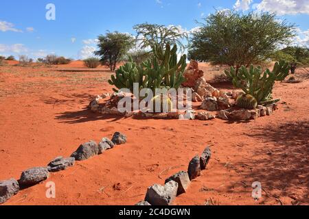 Schöner tropischer Kaktus im Garten, Namibia, Afrika Stockfoto