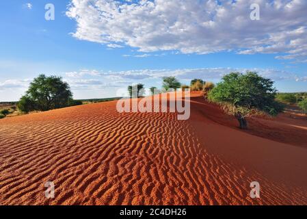 Schöne Landschaft in Kalahari. Große rote Düne mit Sandwellen unter hellem Sonnenuntergang Licht in lebendigen Farben gemalt, dramatische bewölkten Himmel abobe Stockfoto