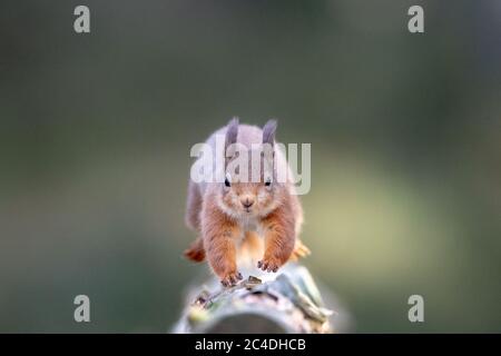 Ein Eurasischer Rothörnchen (Sciurus vulgaris), der im Wintermantel entlang eines Zweiges im Cairngorms National Park, Highlands of Scotland, läuft. Stockfoto