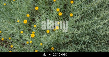 Lavendel aus Baumwolle, Santolina chamaecyparissus, blühend. Stockfoto