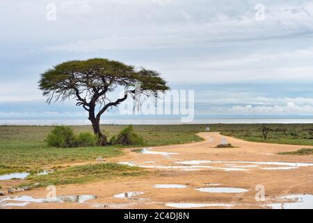 Etosha See (Etosha Pan) Landschaft bei Sonnenaufgang, Namibia, Afrika. Feldweg und große Akazienbäume Stockfoto