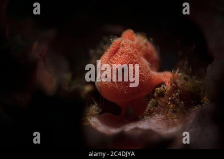 Kleiner Anglerfisch (Antennarius pictus). Unterwassermakro-Fotografie aus Aniilao, Philippinen Stockfoto
