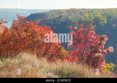 Rot gefärbte Bäume im Herbst . Herbstlandschaft mit Bäumen auf dem Hügel wachsen Stockfoto