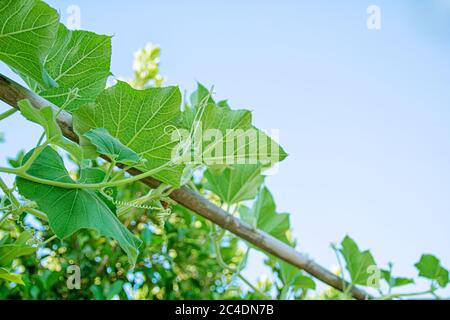 Grüne Squashpflanze, die im Gartenzaun gegen den klaren Himmel wächst Stockfoto