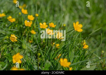 Goldene Butterblume blüht im Frühjahr im Gras Stockfoto