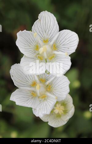 Gras-von-Parnassus Parnassia palustris Stockfoto