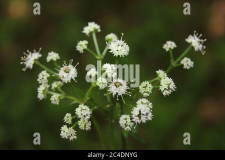 Holz Sanicle - Sanicula europaea Stockfoto