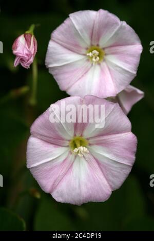 Feld Ackerwinde - Convolvulus arvensis Stockfoto