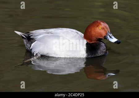 Pochard (Aythya ferina) - Männchen Stockfoto