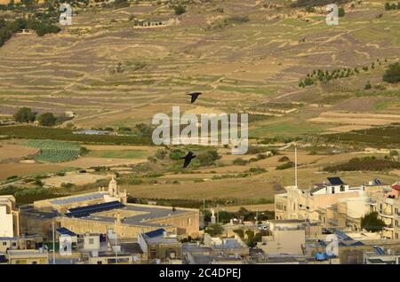 GOZO, MALTA - 11. Okt 2014: Schwarze Tauben fliegen über Felder und Häuser auf Gozo, Maltesische Inseln, Malta. Gefühl von Freiheit und Frieden. Stockfoto