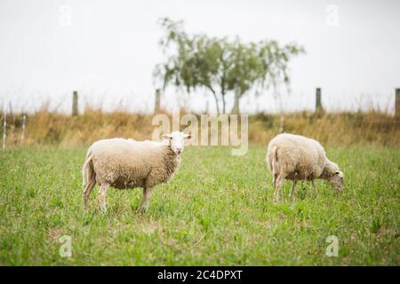 Horizontale Aufnahme von zwei weißen Schafen, die gehen und Gras essen In einem Feld bei Tageslicht Stockfoto
