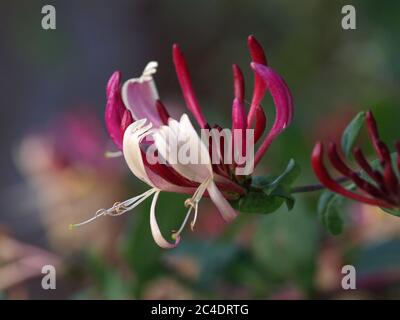 Geißblatt Blume Stockfoto