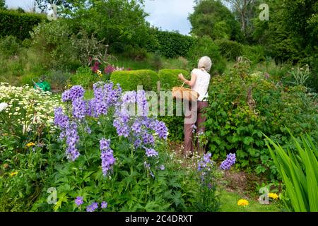 Frau pflücken Himbeeren im Landgarten, blaue Delphinien in Blüte in krautigen Rand im Sommer Juni 2020 Carmarthenshire Wales UK KATHY DEWITT Stockfoto