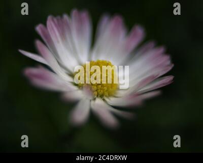 Nahaufnahme einer Gänseblümchen Stockfoto