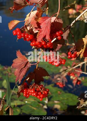 Viburnum opulus / Guelder Rose im Herbst Stockfoto