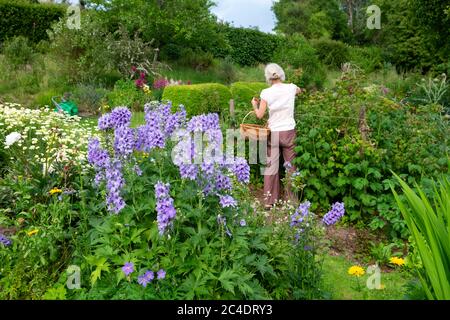 Frau pflücken Himbeeren im Landgarten, blaue Delphinien in Blüte in krautigen Rand im Sommer Juni 2020 Carmarthenshire Wales UK KATHY DEWITT Stockfoto