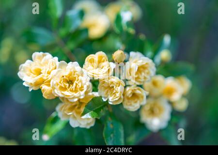 Viele kleine gelbe Rosen machen nach Regen die Nähe. Gelbe Rosen Sträucher blüht im Garten. Schöner Strauß von kleinen Rosen auf verschwommenem Hintergrund. Pflege Stockfoto