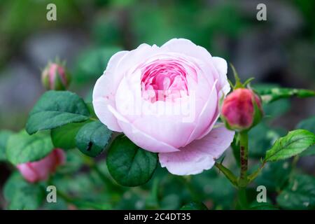 Duftende Rosa Königin von Schweden zarte rosa Rose in der Nähe in Blüte wächst in einem Garten im Sommer Juni 2020 Wales Großbritannien KATHY DEWITT Stockfoto