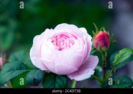 Duftende Rosa Königin von Schweden zarte rosa Rose in der Nähe in Blüte wächst in einem Garten im Sommer Juni 2020 Wales Großbritannien KATHY DEWITT Stockfoto