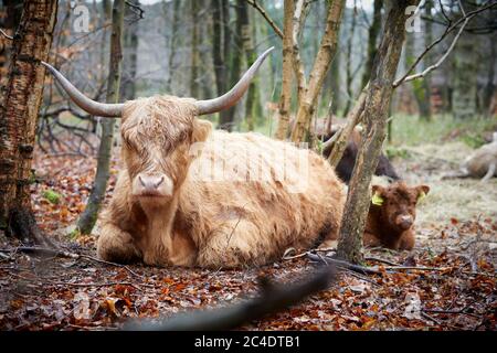 Lyme Park Anwesen Disley, Cheshire Highland Rinder und Baby Kalb Stockfoto